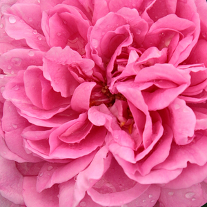 Narudžba ruža - Ružičasta - engleska ruža - intenzivan miris ruže - Rosa  Ausbord - David Austin - Počinje cvjetati u prvoj polovici lipnja i cvijeta do  jeseni.tolerantna je na hladnoću i sušu a pogodna je za krevet od ruža